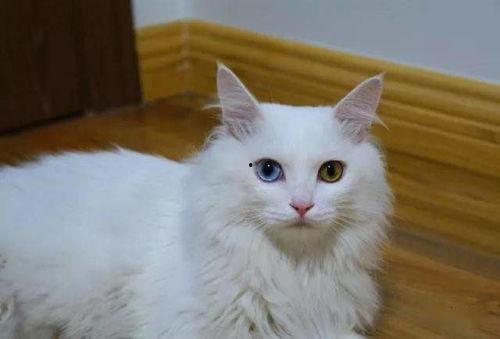 土猫视频大全国产,带你领略中国猫咪的多样魅力