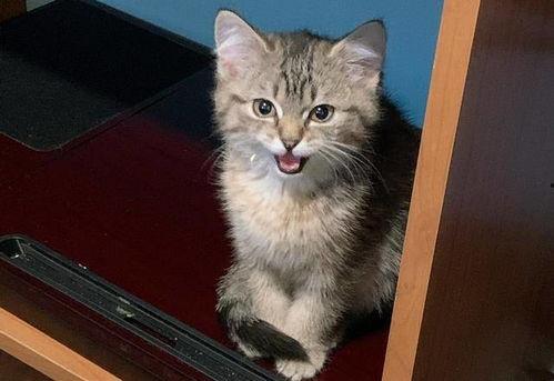 土猫视频大全国产,带你领略中国猫咪的多样魅力