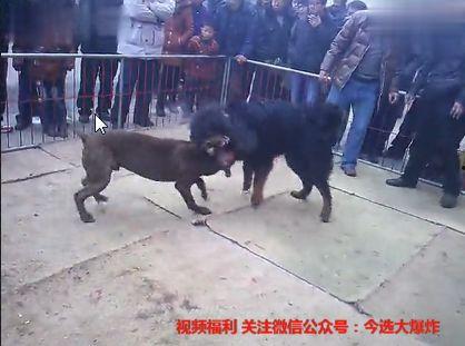 国产狼犬打架视频播放大全