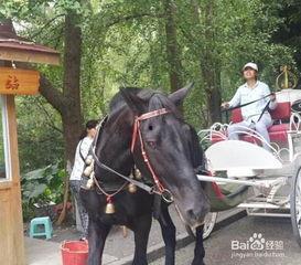 国产电影马车镜头视频,国产电影中的马车镜头，穿越时空的浪漫之旅