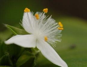 国产嫩草影院 竹菊视频,探寻东方美学的独特魅力